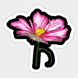 blooming pink flower, bloom, flowers, petals, blooms Sticker